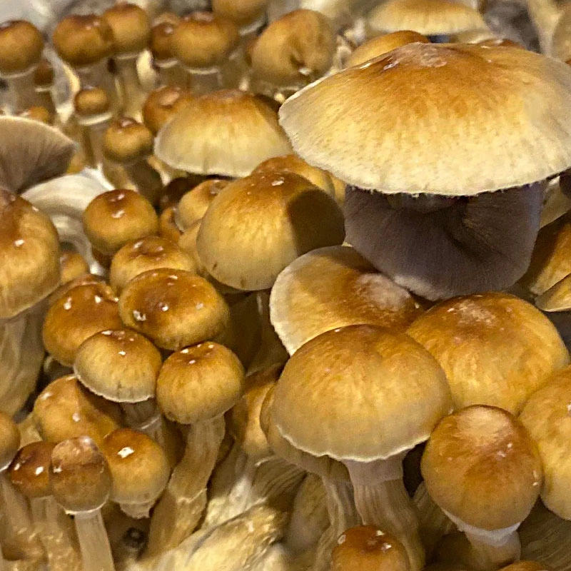 Psilocybe Cubensis (12mL syr.) - Cambodian