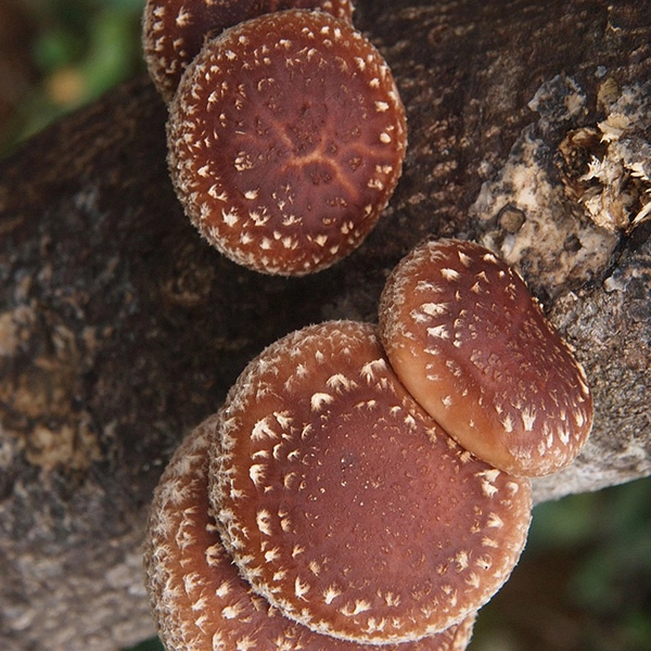 Shiitake mushrooms growing on tree branch