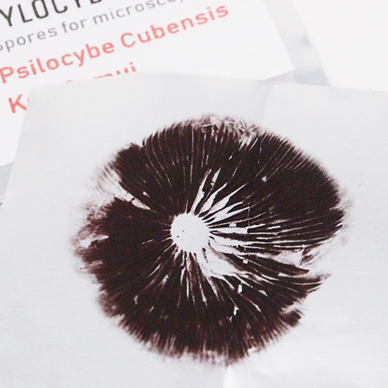 cylocybe.co.uk