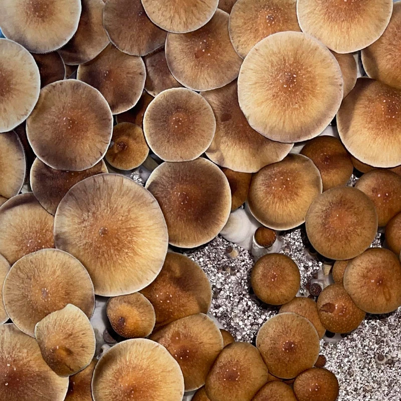 Psilocybe Cubensis (12mL syr.) - Pink Buffalo