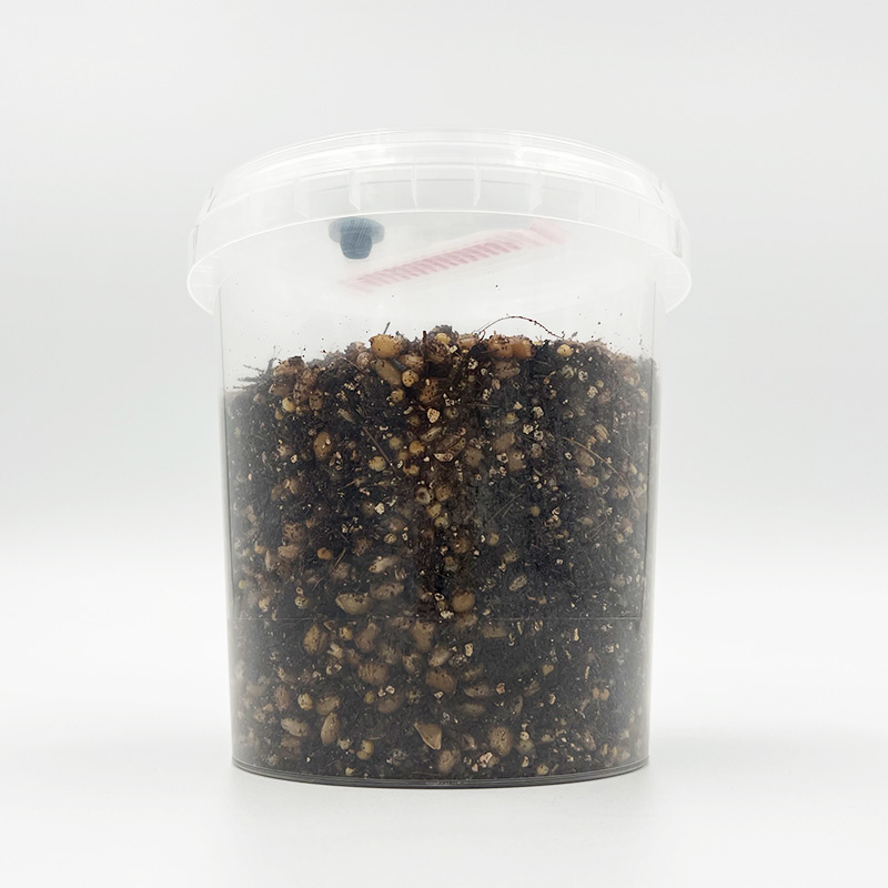 Halloween Special Grow Kit