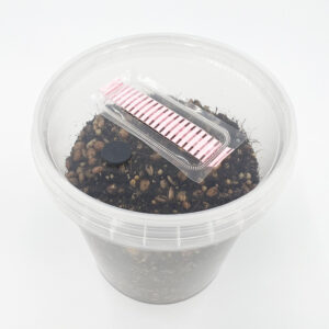 Halloween Special Grow Kit