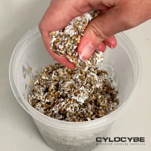 breaking up mycelium covered grain