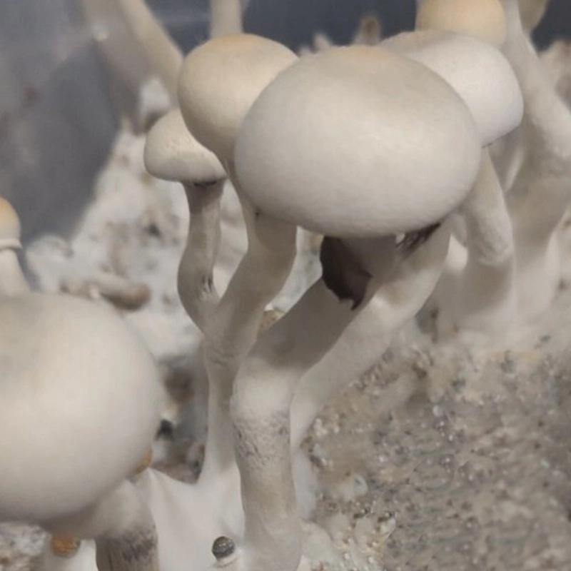 Psilocybe Cubensis (12mL syr.) - Leucistic Ecuador