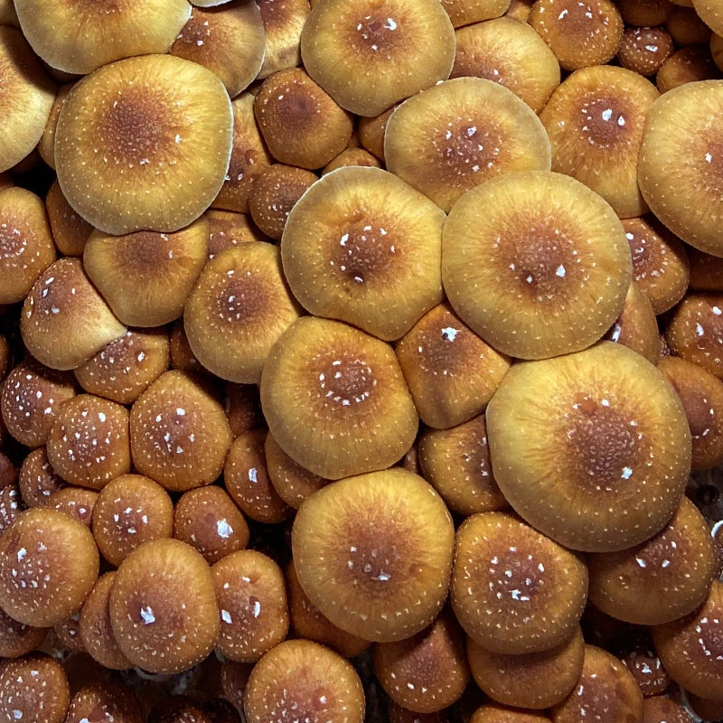 Psilocybe Cubensis (12mL syr.) - Stargazer