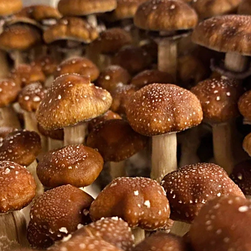 Psilocybe Cubensis (12mL syr.) - Taman Negara