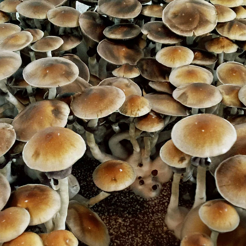 Psilocybe Cubensis (12mL syr.) - VZ3 (Venezuela)