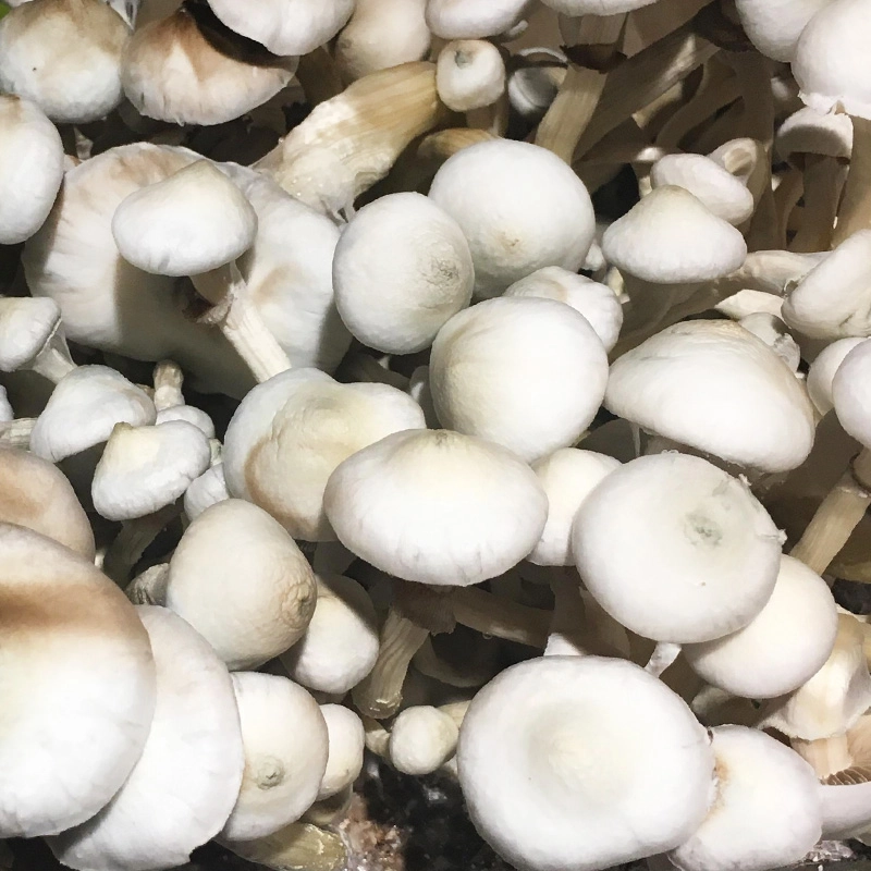 Psilocybe Cubensis (12mL syr.) - Rusty White