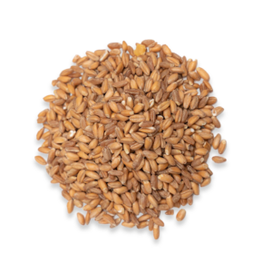 A circular bundle of brown whole wheat grains