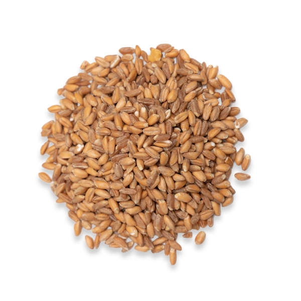 A circular bundle of brown whole wheat grains