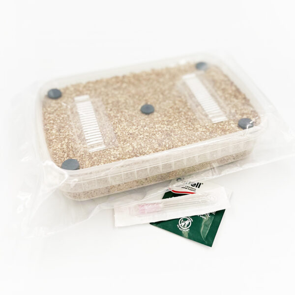 A rectangular shaped, shallow plastic container filled with a brown rice flour based mushroom substrate