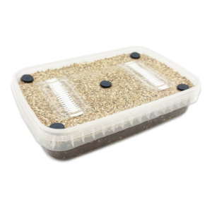 Cylocybe Special MycDrop: a shallow rectangular plastic container with filters and ports on the lid filled with a substrate suitable for growing mushrooms