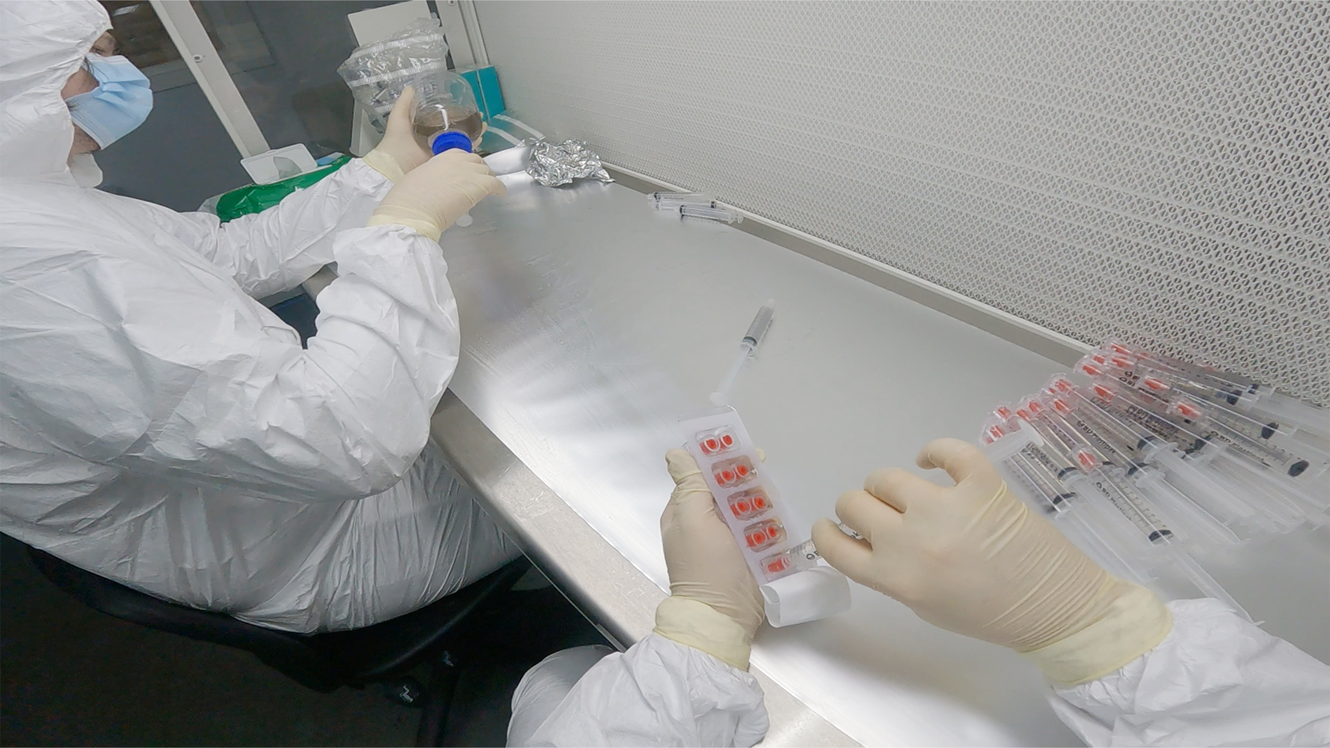 Clean Psilocybe cubensis spores