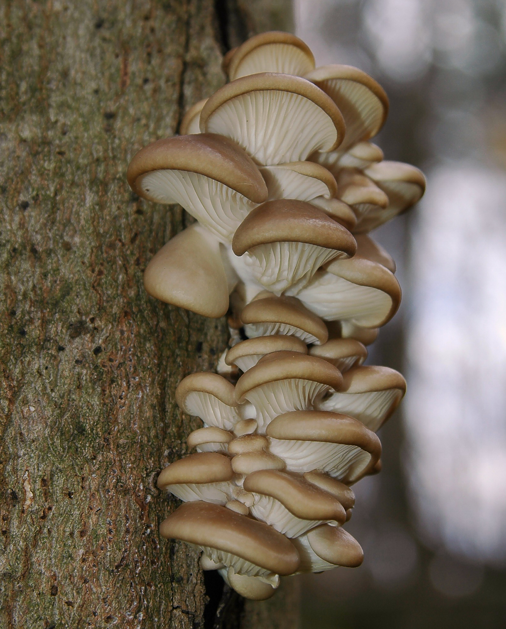 a cluster of brown capped oyster mushrooms growing on a tree