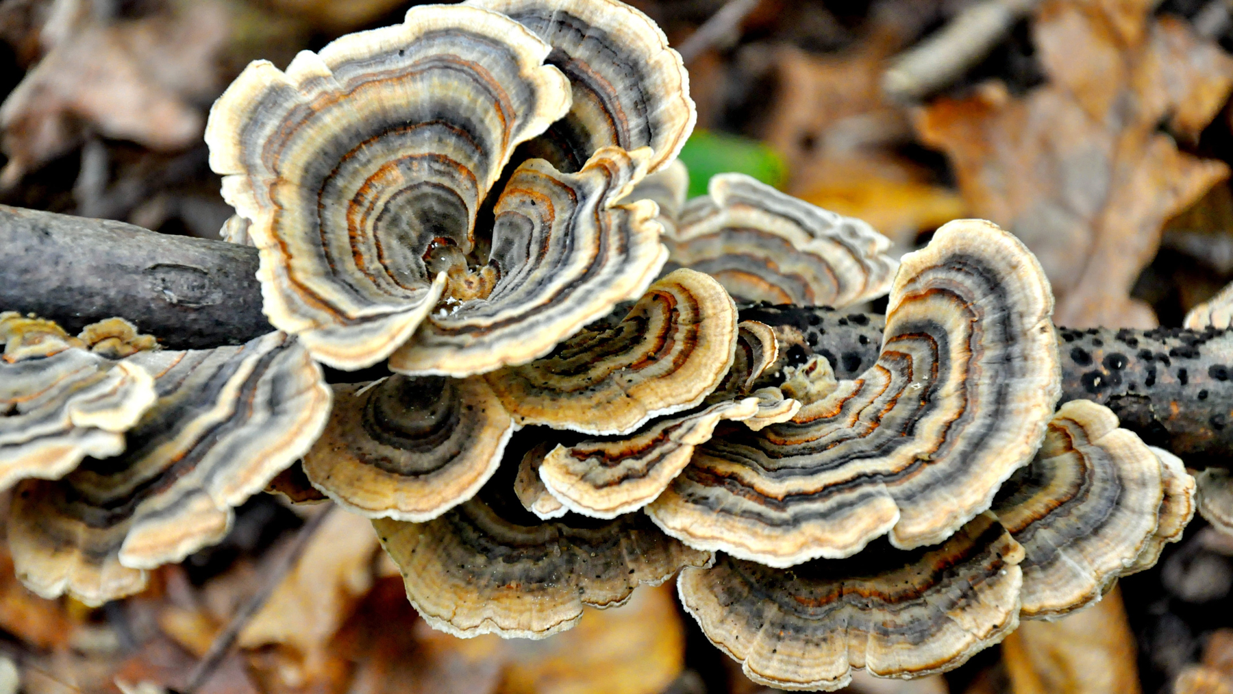 Turkey Tail mushrooms growing on a wood branch across the forest floor