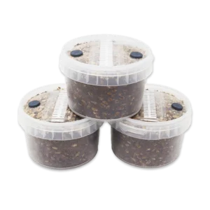 Cylocybe Special MycoPots Grow Kit round plastic tubs with filters and ports in the lids, filled with a coir and grain substrate for growing mushrooms