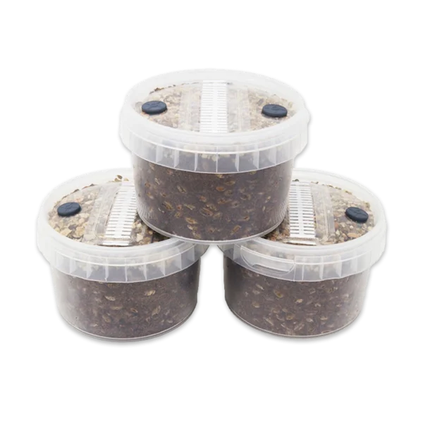 Cylocybe Special MycoPots Grow Kit round plastic tubs with filters and ports in the lids, filled with a coir and grain substrate for growing mushrooms