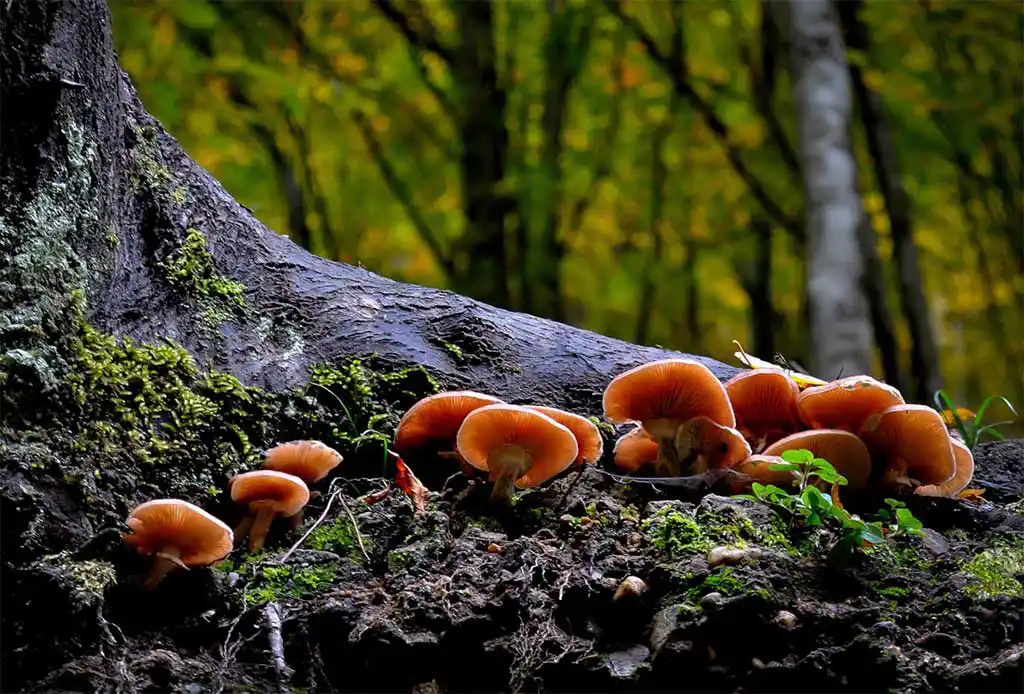 orange coloured mushrooms growing at the bottom of a tree in the woods