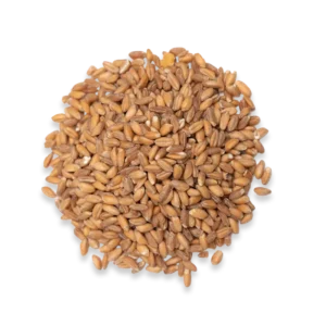 A circular bundle of whole wheat grains