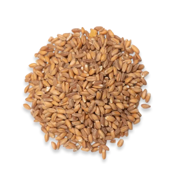 A circular bundle of whole wheat grains