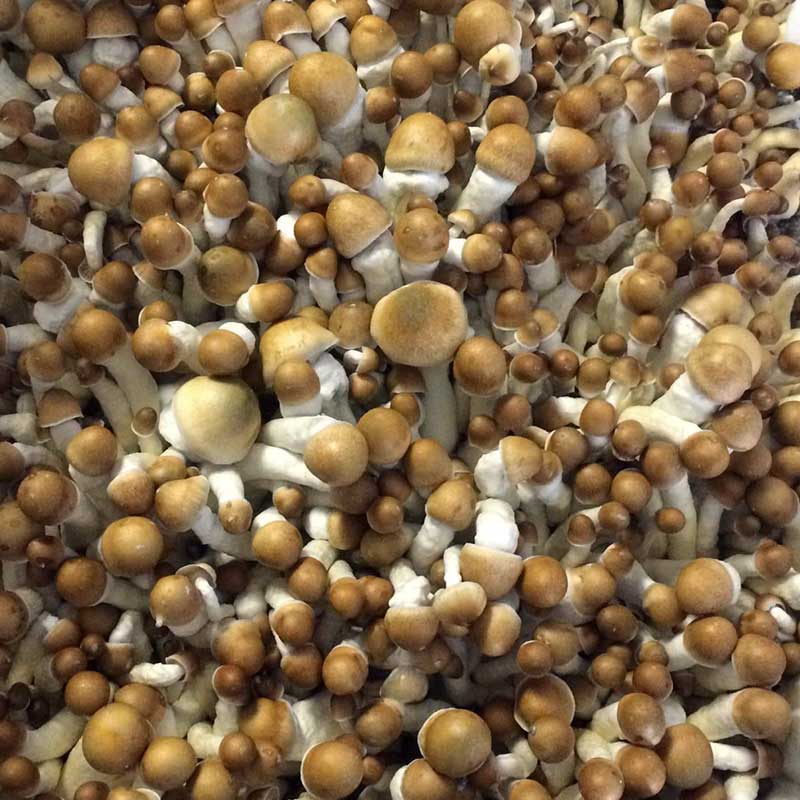 Psilocybe Cubensis (12mL syr.) - TEX PE6