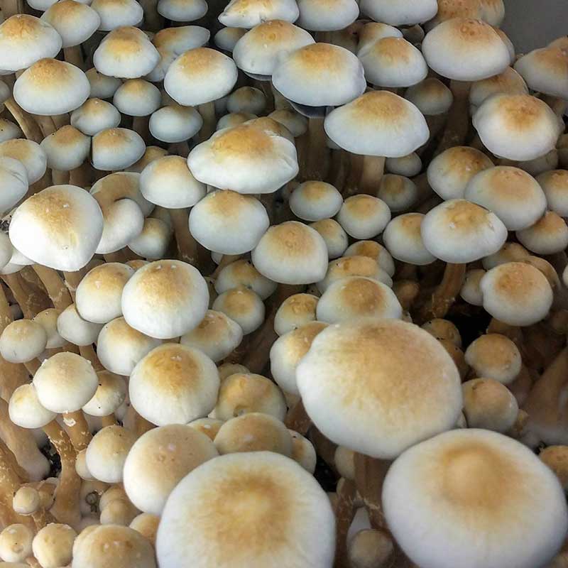 Psilocybe Cubensis (12mL syr.) - White Golden Teacher