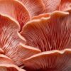 Close-up photo of pink oyster mushrooms