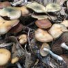 Psilocybe Subaeruginosa mushrooms growing on a woodland floor amongst bark