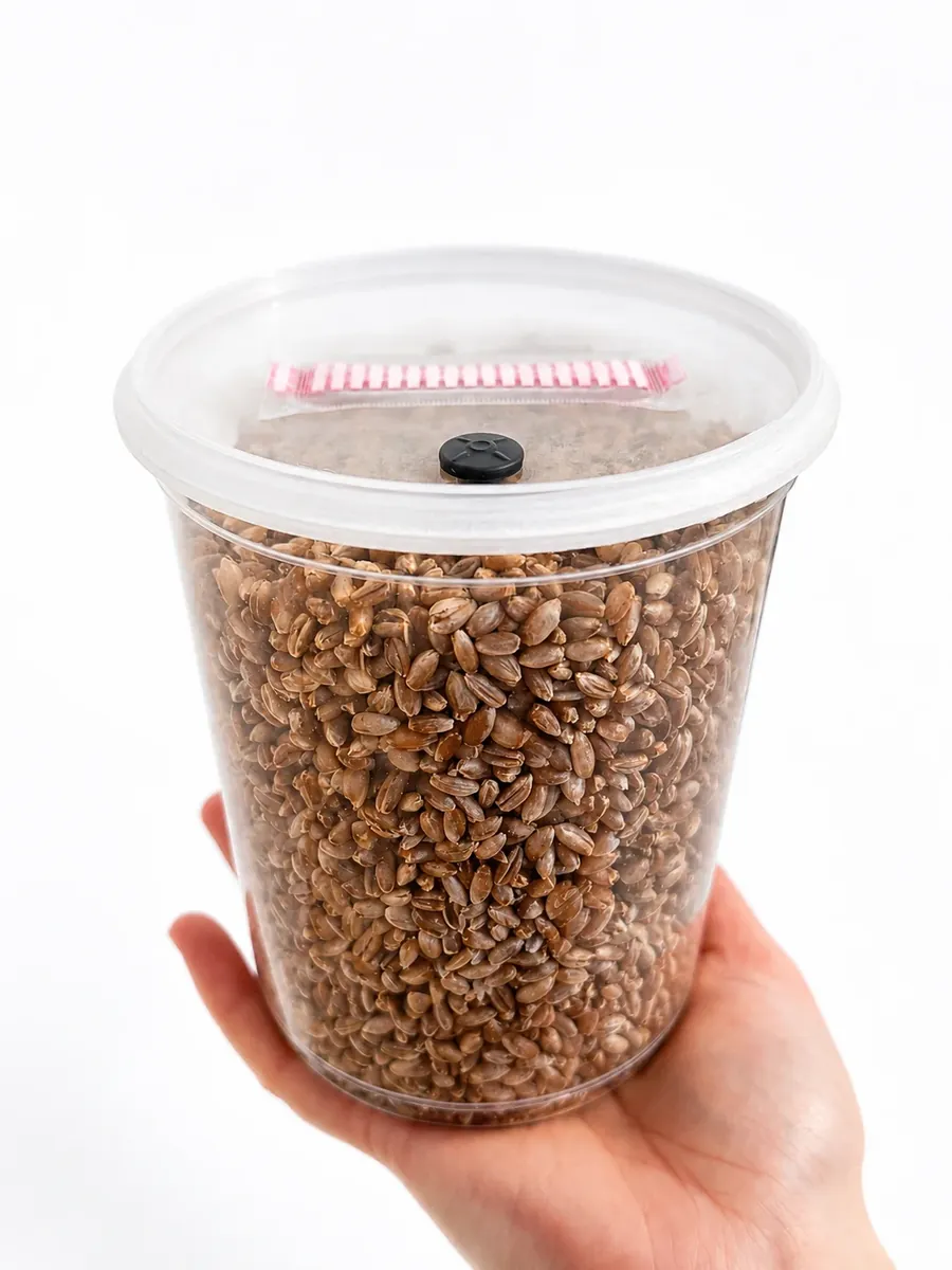 1L spawntub - Cylocybe